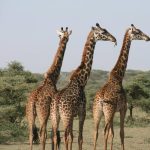 Cosa aspettarsi da un safari in Tanzania
