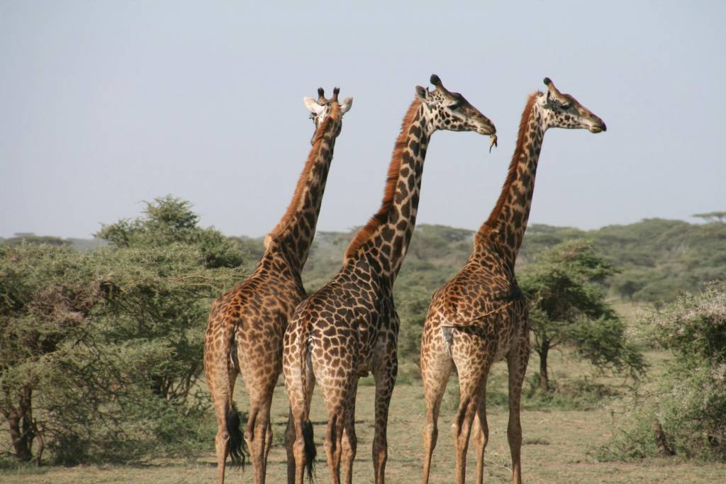 Cosa aspettarsi da un safari in Tanzania